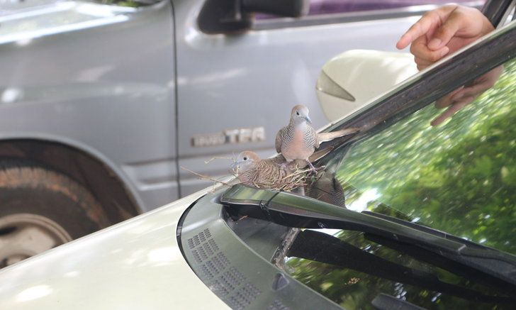 นกเขาคู่รักสร้างรังหน้ารถยนต์ คนแห่มุงดู ส่องเลขทะเบียนรถยนต์จัดเตรียมเสี่ยงโชค
